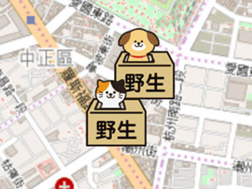 臺中市動物之家南屯園區黃混種貓開放認養囉！